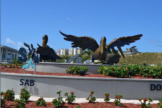Brown Pelicans